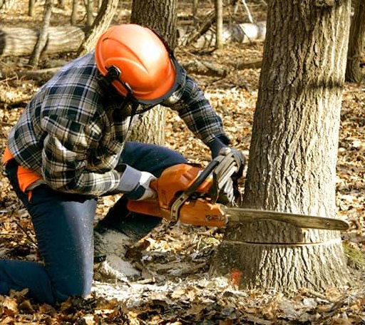 Tree Removal in Amherst, NH